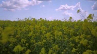 Sarı hardal çiçekleri rüzgarda dalgalanan bir tarlada mavi gökyüzü ve bulutların arka planında