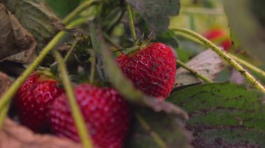 Olgun organik çilek çalılarından hasat