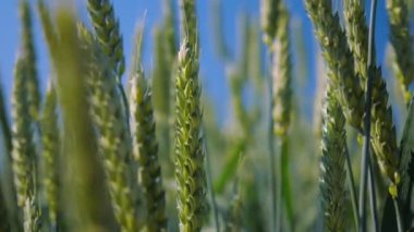 Açık mavi bir yaz gökyüzünün altında rüzgarda savrulan yeşil buğday kulakları tarlasını kapat.