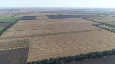 Hasattan sonra altın tarlaların manzaralı kuş bakışı manzarası. Ufukta dikdörtgen buğday tarlaları, arka planda yeşil ağaçlar. tarım, tarım ve tarım.