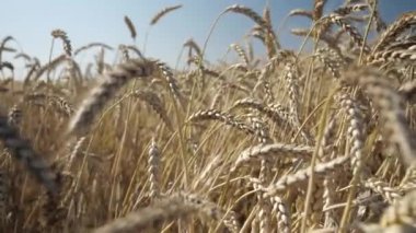 Mavi gökyüzüne karşı rüzgarda sallanan altın buğday kulakları. Hasattan önce buğday tarlası. tarım ve tarım