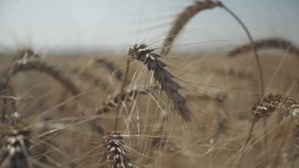 Detailní Záběr Zlatě Vysušených Uší Pšenice Před Sklizní Zemědělství Agronomie — Stock video