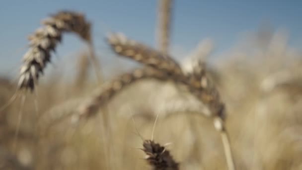 Detailní Záběr Zlatožlutých Sušených Pšeničných Uší Před Sklizní Proti Slunné — Stock video
