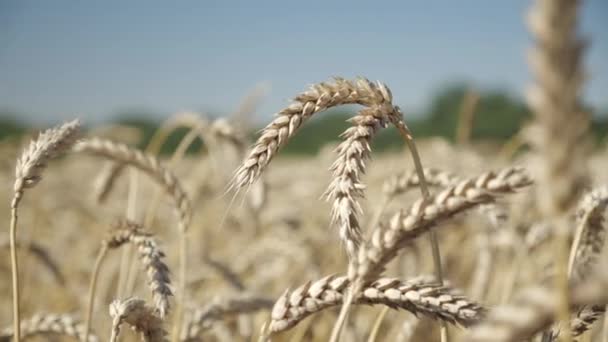 金黄色干麦穗的特写 然后在阳光灿烂的蓝天下收获 农艺学和耕作 — 图库视频影像