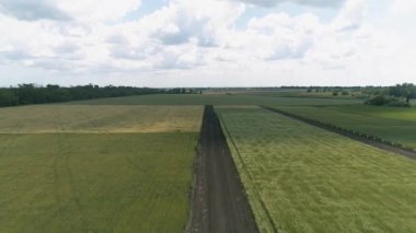 Düz çizgili tarım arazilerinin manzaralı havası. Buğday, çavdar, yulaf, saman. Güzel bulutlar ve mavi gökyüzü, yeşil ağaç dikimi