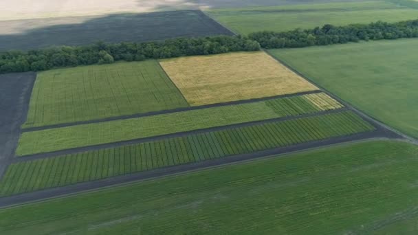 Malerische Luftaufnahme Der Flach Gesäumten Felder Landwirtschaftlicher Nutzflächen Landstraßen Grüne — Stockvideo