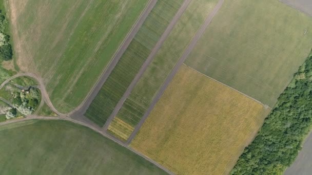 Вид Воздуха Зеленые Желтые Поля Фермеров Параллельные Дороги Пересекаются Посадки — стоковое видео