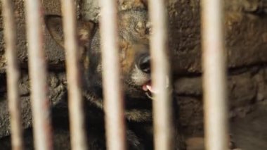 Hayvan barınağı. Çitin arkasında üzgün gözlerle terk edilmiş yalnız bir köpek kameraya bakar ve yeni bir sahibinin gelmesini umut eder. İnsanın en iyi dostu.