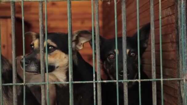 Schronisko Dla Zwierząt Ulicznych Porzucone Samotne Psy Smutnymi Oczami Klatce — Wideo stockowe