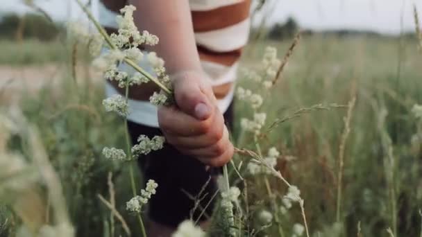 Egy fiú vadvirágot szed. Fű a mezőn. Egy gyerek virágcsokrot gyűjt a mezőn. A fű ringatózik a szélben. Napnyugta. Közelről. — Stock videók