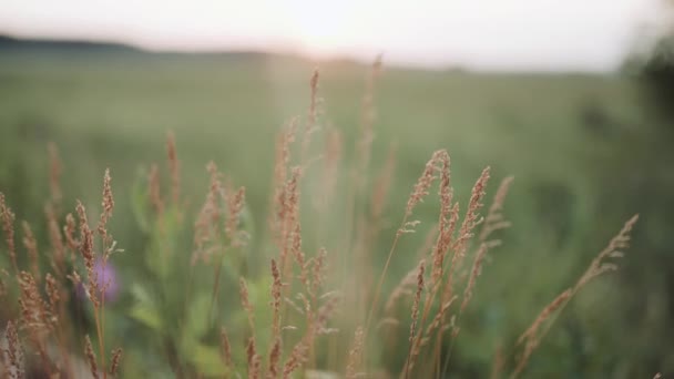 Wildflowers. Grass in the meadow. Beautiful meadow. The grass sways in the wind. Sunset. Close up — Stock Video