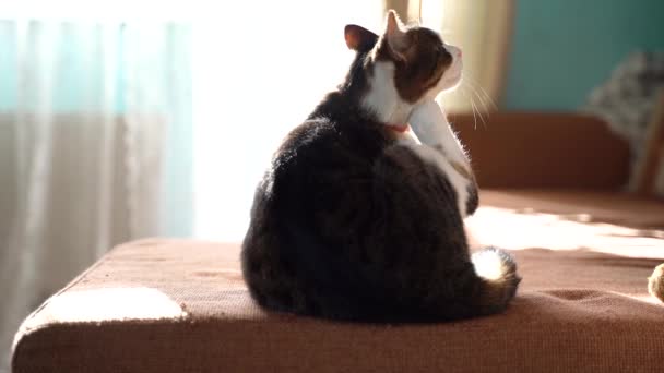 Kattenjeuk liggend op de bank. Stof motes in de zon. Kat op de achtergrond van prachtige gordijnen. Een voorbeeld van reinheid. Hygiëne. Huisdieren — Stockvideo