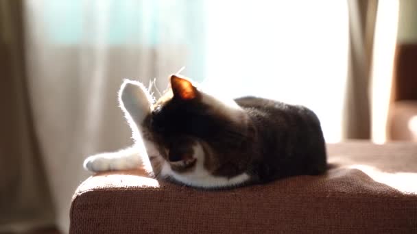 Кіт миється, лежачи на дивані. Кіт на тлі красивих штор. Приклад чистоти. Гігієна. Домашні тварини — стокове відео