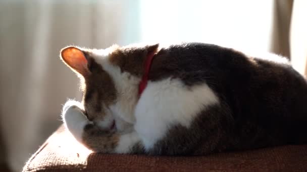 Katten tvättar sig när den ligger på soffan. Katt på bakgrunden av vackra gardiner. Ett exempel på renlighet. Hygien. Husdjur — Stockvideo