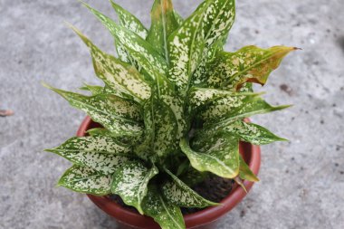 Aglaonema kar taneleri renk çiçekleri 