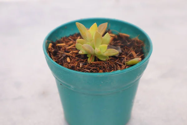 Green Plant Pot White Background — Stock Photo, Image