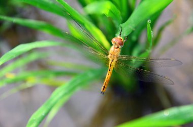 Yeşil pirinç yaprağında altın yusufçuk