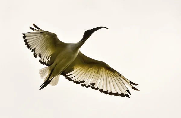 Ibis in volo — Photo