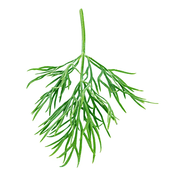 Dill isolado no fundo branco — Fotografia de Stock