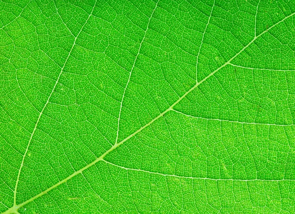 Grönt blad närbild som bakgrund — Stockfoto