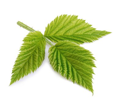 Beyaz bir arka plan üzerinde izole yakın çekim Detaylı Ahududu yaprakları