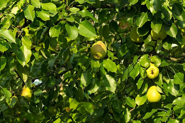 Pear branches close-up as a background — Stock Photo, Image