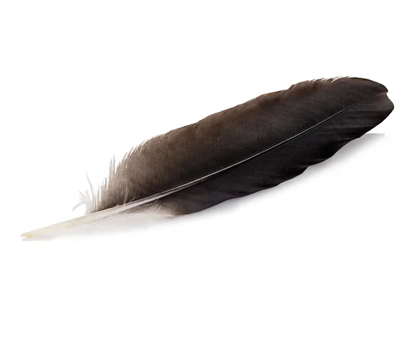 Feather pen isolated on white background Stock Photo