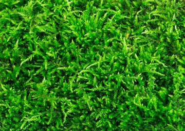 Güzel yeşil yosun doku yakın çekim, arka plan kopya alanı ile.