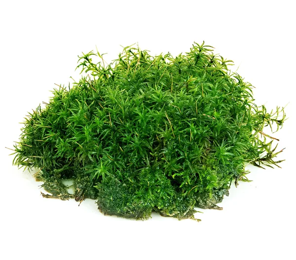 Красивий зелений мох крупним планом ізольований на білому тлі . — стокове фото