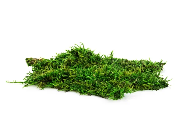 Beautiful green moss close-up isolated on a white background. — Stock Photo, Image
