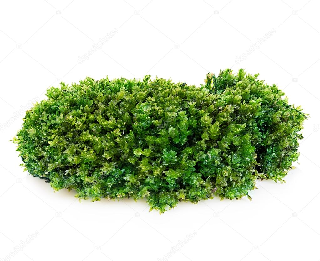 Beautiful green moss close-up isolated on a white background.