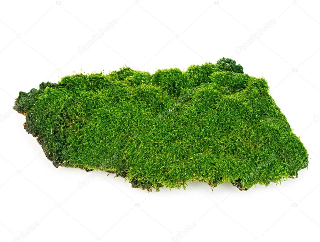 Beautiful green moss close-up isolated on a white background.