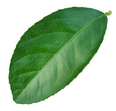 Beyaz arka plan üzerinde izole yaprak limon narenciye