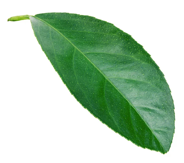 잎 레몬 감귤 흰색 배경에 고립 — 스톡 사진
