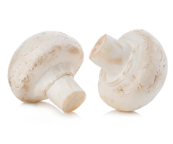 Cogumelos Champignon close-up isolado em um fundo branco . — Fotografia de Stock