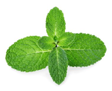 Beyaz arkaplanda izole edilmiş taze nane yaprakları.