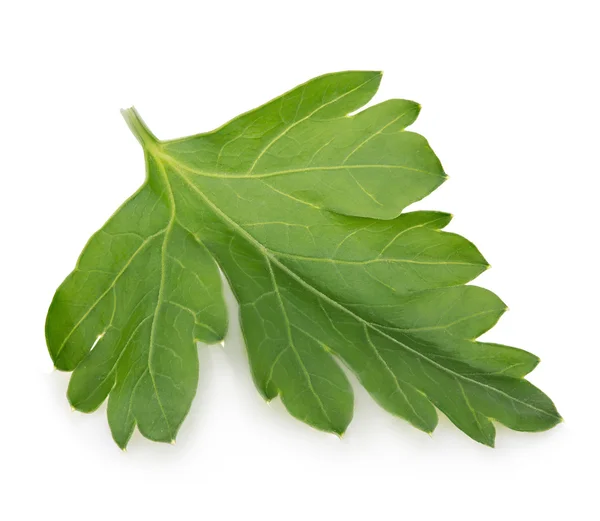 Parsley close-up isolated on a white background. — Stock Photo, Image