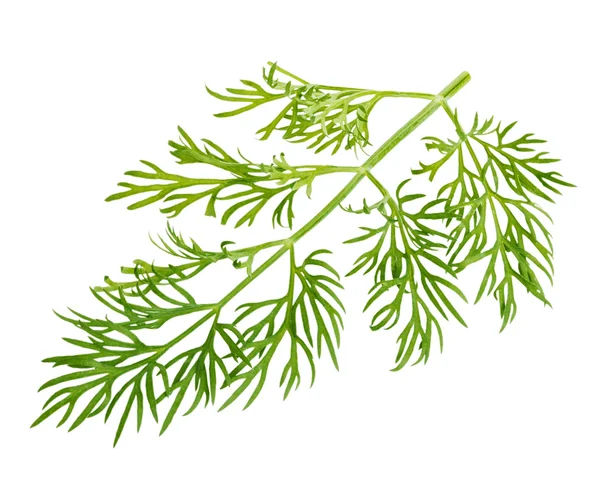 Fresh green dill close-up isolated on a white background. — Stock Photo, Image