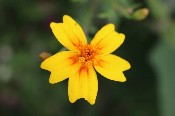 Foto Aufgenommen Gelbe Blume Tepoztlan — Stockfoto
