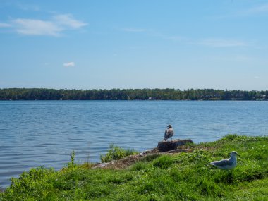 Martı ve Doğu Gull Gölü kıyısında 4 Kanada kazlar