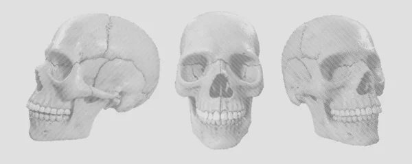 Человеческий череп. векторный набор иллюстраций . — стоковый вектор
