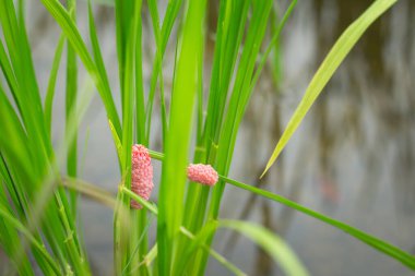 Altın Elma Salyangozu yumurtası pirinç tarlasında. Altın Elma Salyangozu, son derece saldırgandır ve pirinç mahsulüne zarar verir.