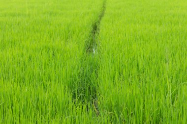Yeşil pirinç tarlasını kapatın yağmur mevsiminde çeltik tarlasında yetişin
