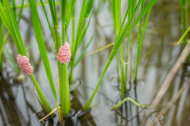 Altın Elma Salyangozu yumurtası pirinç tarlasında. Altın Elma Salyangozu, son derece saldırgandır ve pirinç mahsulüne zarar verir.