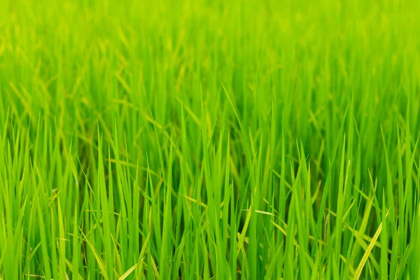 Fechar Campo Arroz Verde Crescer Fazenda Paddy Estação Chuvosa — Fotografia de Stock