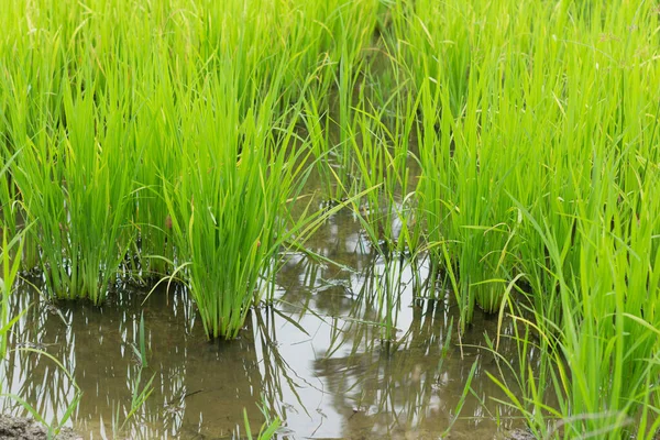 Fechar Campo Arroz Verde Crescer Fazenda Paddy Estação Chuvosa — Fotografia de Stock