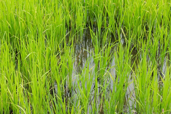 Закрыть Зеленое Рисовое Поле Рисовой Ферме Сезон Дождей — стоковое фото