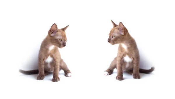 Retrato Gatinho Adorável Sentado Assistindo Isolado Fundo Branco — Fotografia de Stock