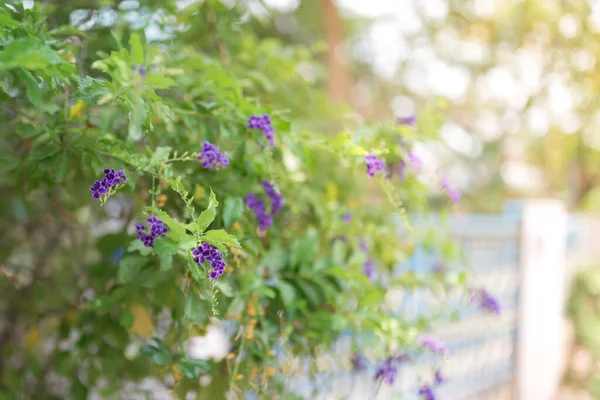 Veel Van Kleine Paarse Bloemen Groene Tuin Middags — Stockfoto
