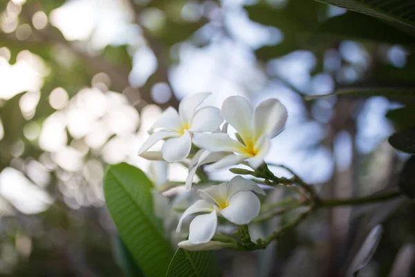 庭の白いプルメリアの花からの甘い香りの写真 — ストック写真